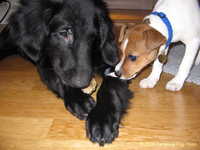  Odin&Aleena 012.jpg 